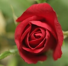 Rose Damescena Floral Water