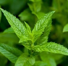 Peppermint Oil