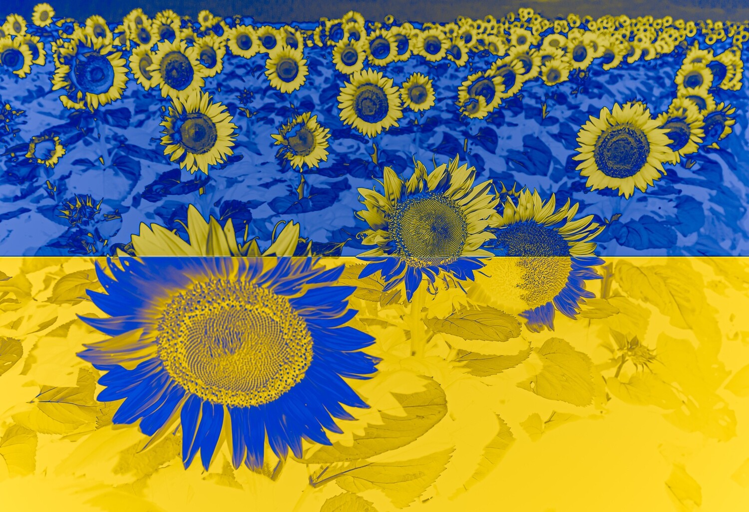 "Ukrainian" Sunflowers