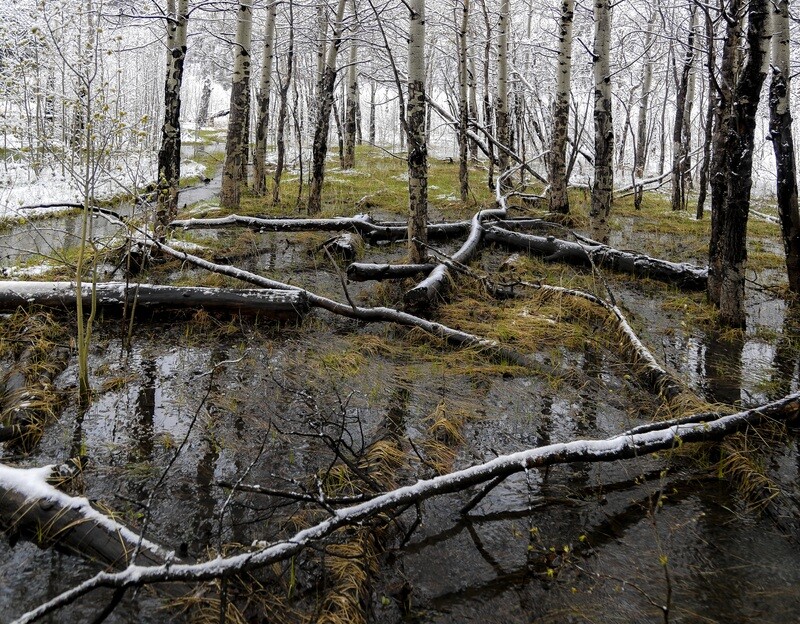 Early Spring Marsh