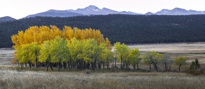 Layered Aspen