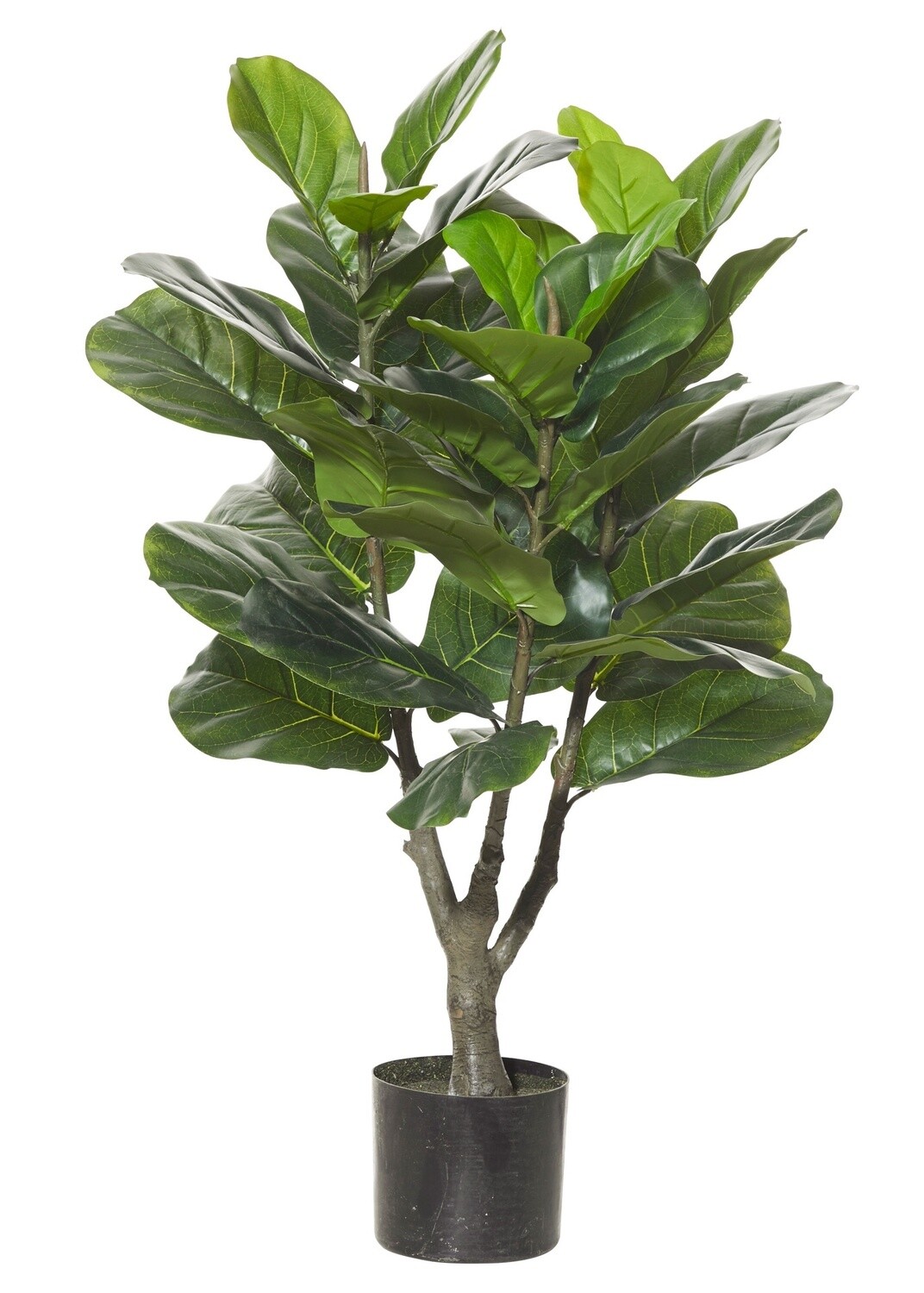 Rouge Giant Fiddle Plant