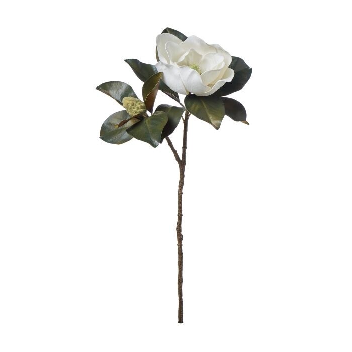 Rouge Magnolia Grandiflora, Size: 66 x 30 cm