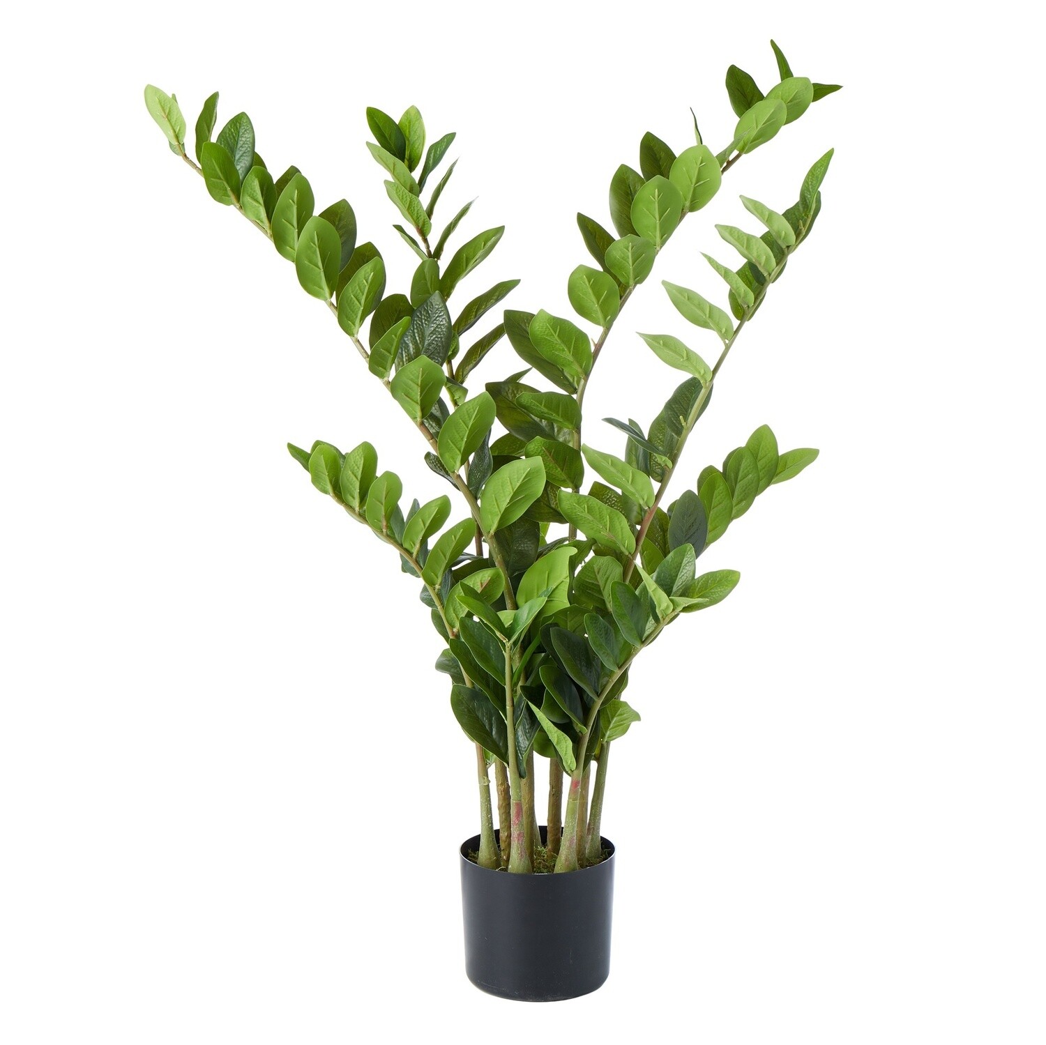 Zanzibar Gem - Garden Pot