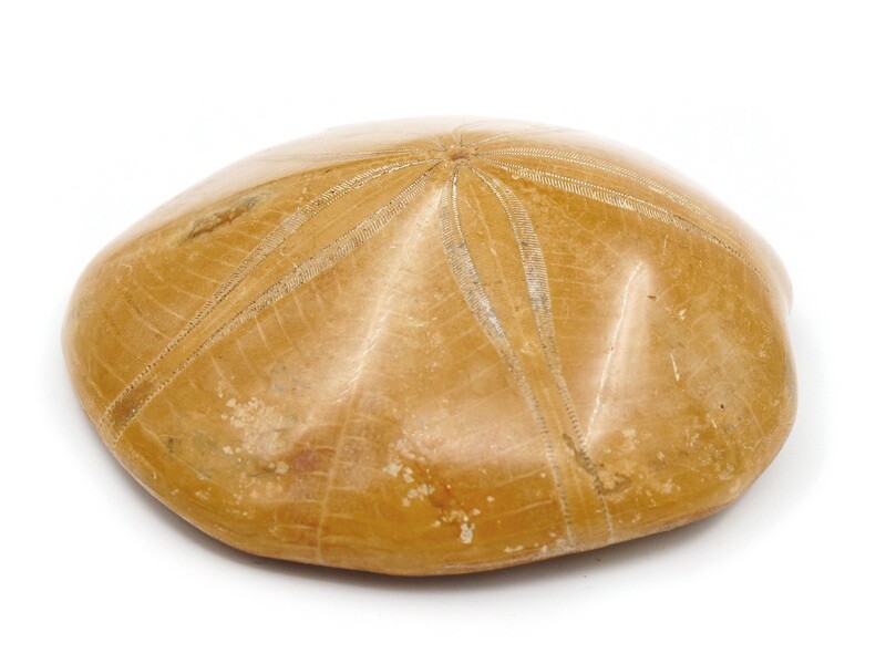 Sand dollar fossil