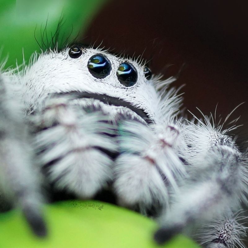 Phidippus regius Apalachicola