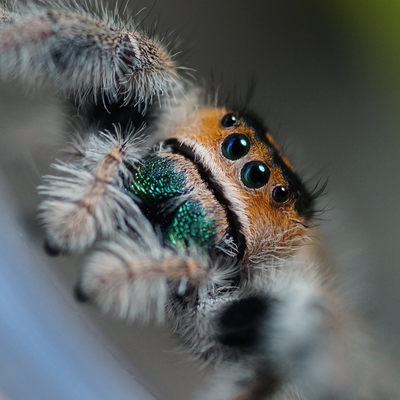 Phidippus regius Everglades