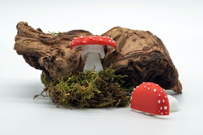 Tiny Mushroom Sets mit Magnet