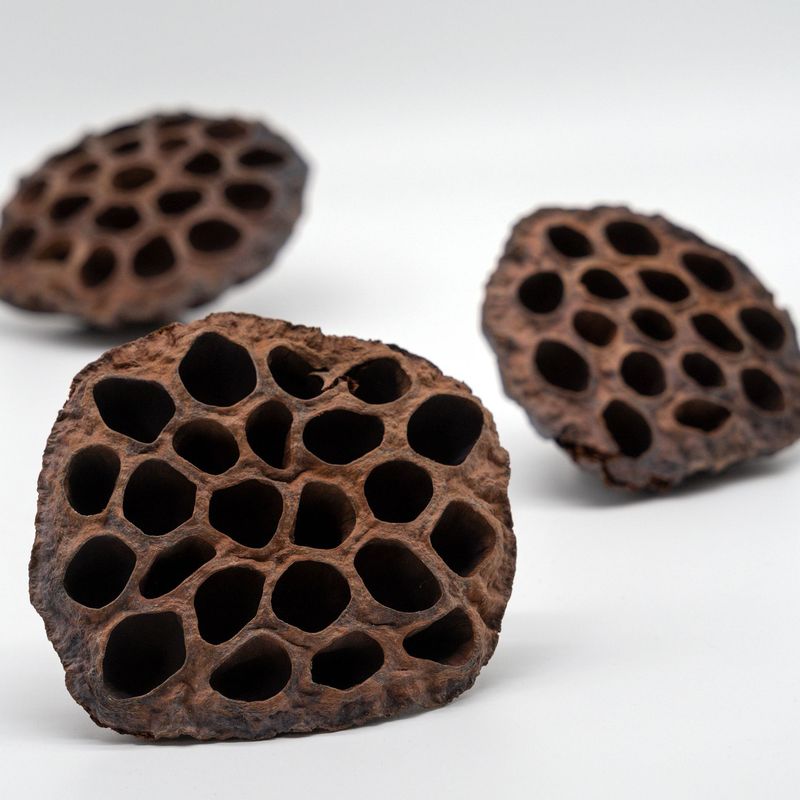 Tiny Lotos Kolben