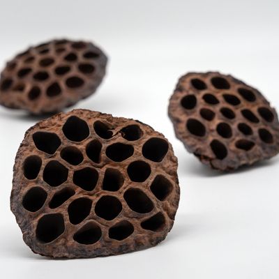 Tiny Lotos Kolben