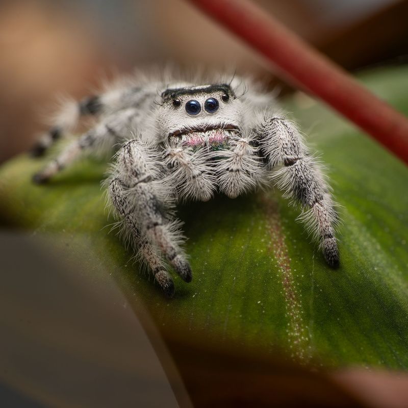 Phidippus regius Nord Florida