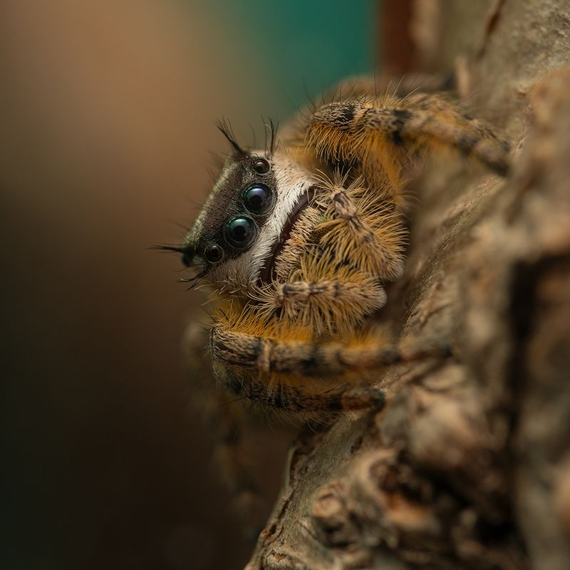 Phidippus otiosus Orange Form