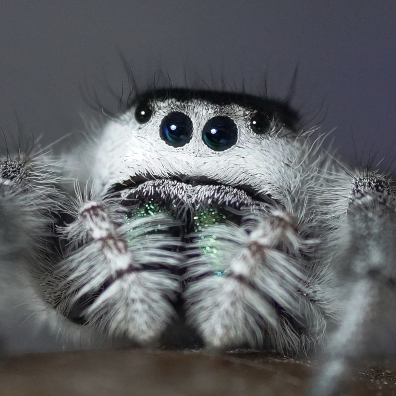 Phidippus regius Bahamas