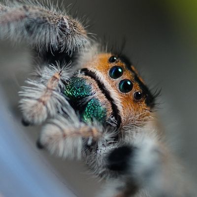 Phidippus regius Everglades