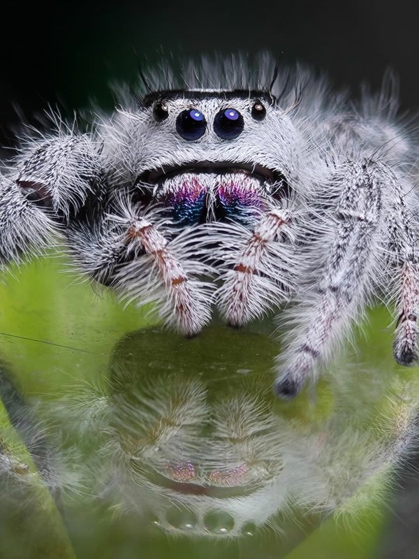 Phidippus regius Bahamas