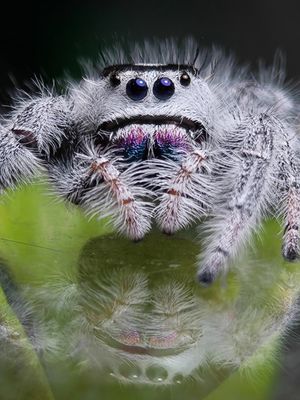 Phidippus regius Bahamas Phidippus regius Bahamas
