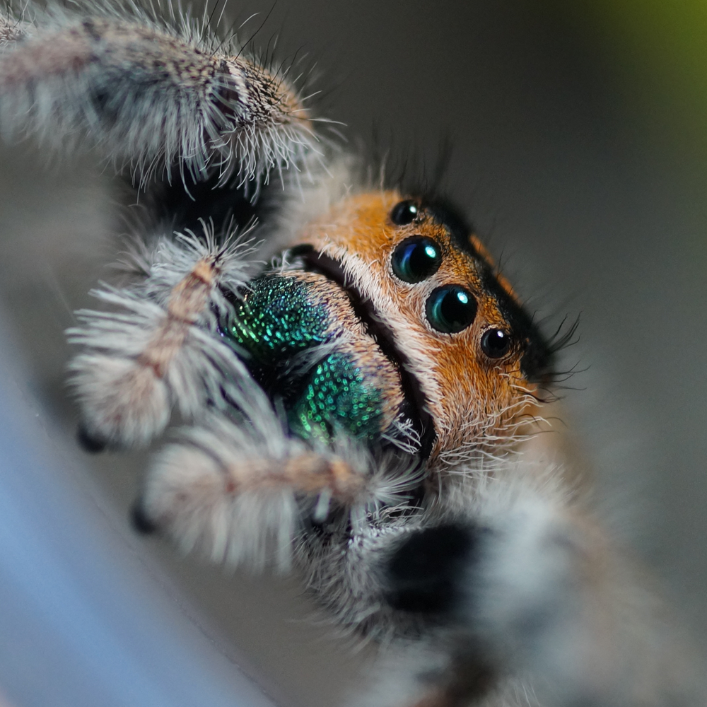 Phidippus regius Everglades Phidippus regius Everglades