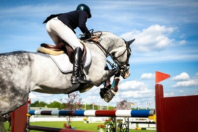 Training  - Show Jumping