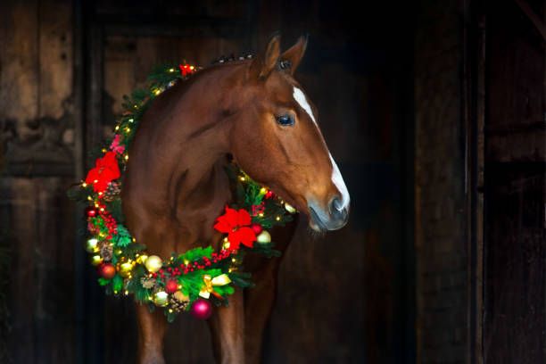 Training  - Show Jumping Xmas Training