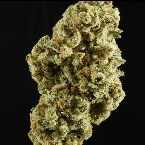 Jack Herer (SATIVA) - 31.16% THC Jack Herer (SATIVA) - 31.16% THC