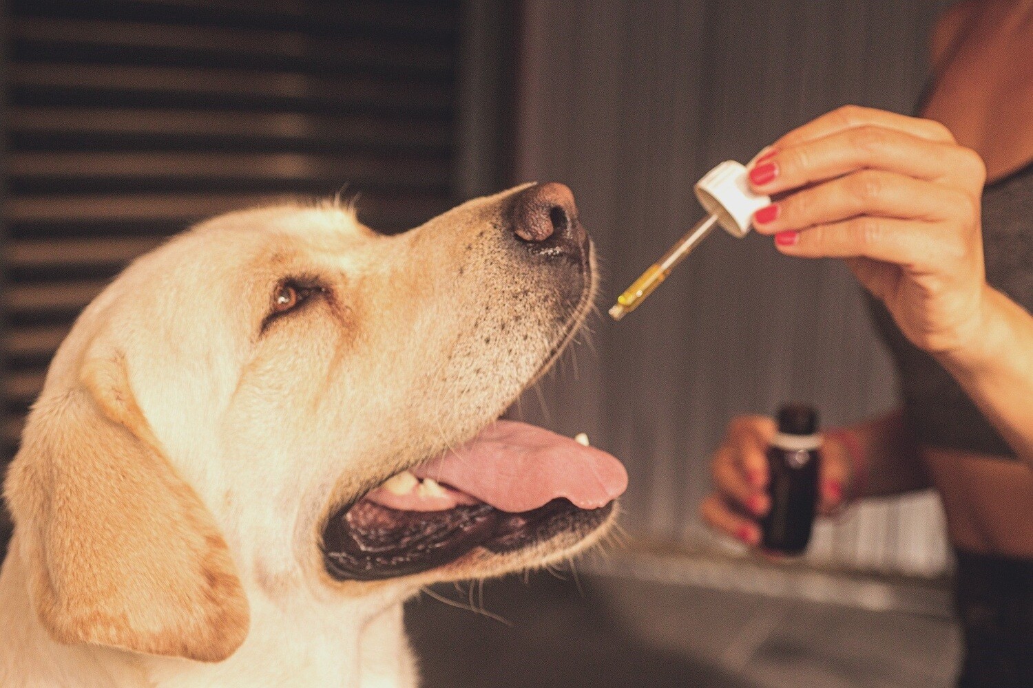 CBD for Dogs 50mg CBD 20 Count (1000mg CBD Total)
