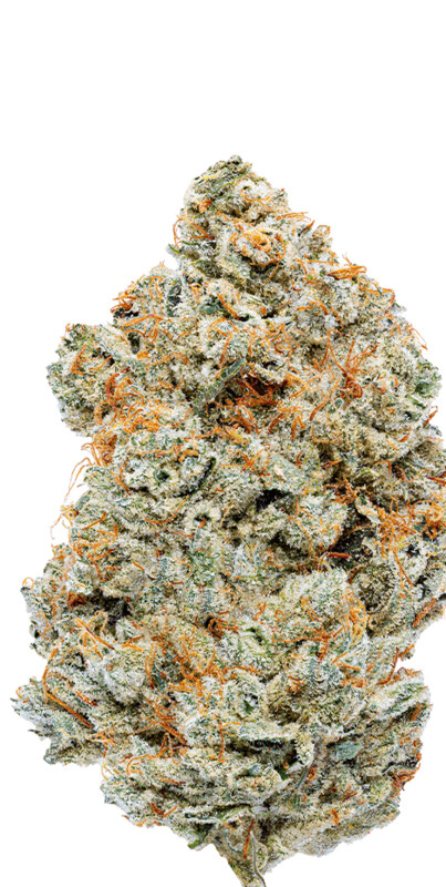 White Fire OG Strain (INDICA) - 27.56% THC