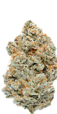White Fire OG Strain (INDICA) - 27.56% THC