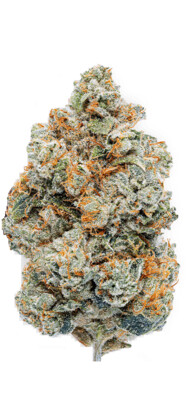 Platinum OG Kush Strain (INDICA) - 34.53% THC