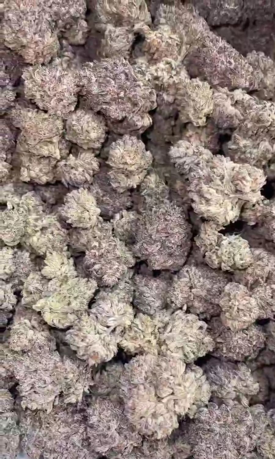 MAC Strain (HYBRID)  - 26.42% THC