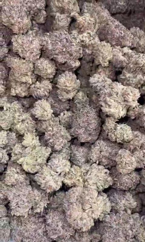 MAC Strain (HYBRID)  - 26.42% THC