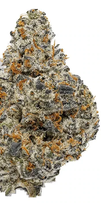 Grape Ape (INDICA) - 29.78% THC