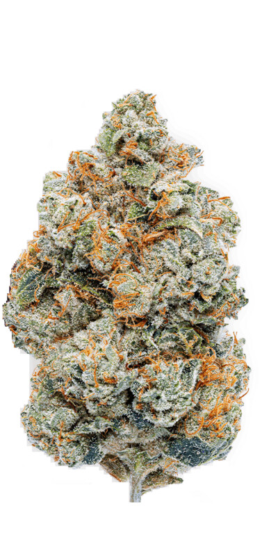Space Queen (HYBRID) - 26.92% THC