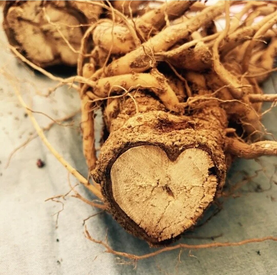Ashwagandha Root Capsules (Qty. 30)