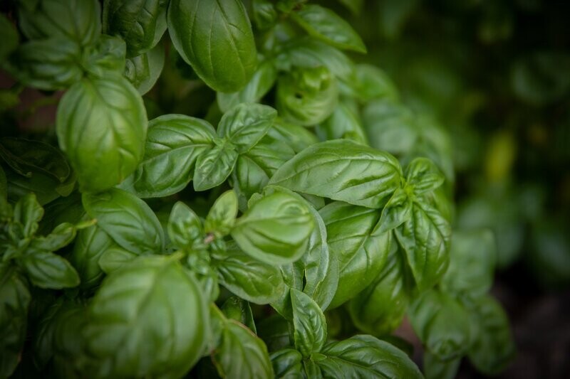 Bosje Basilicum (50gr)