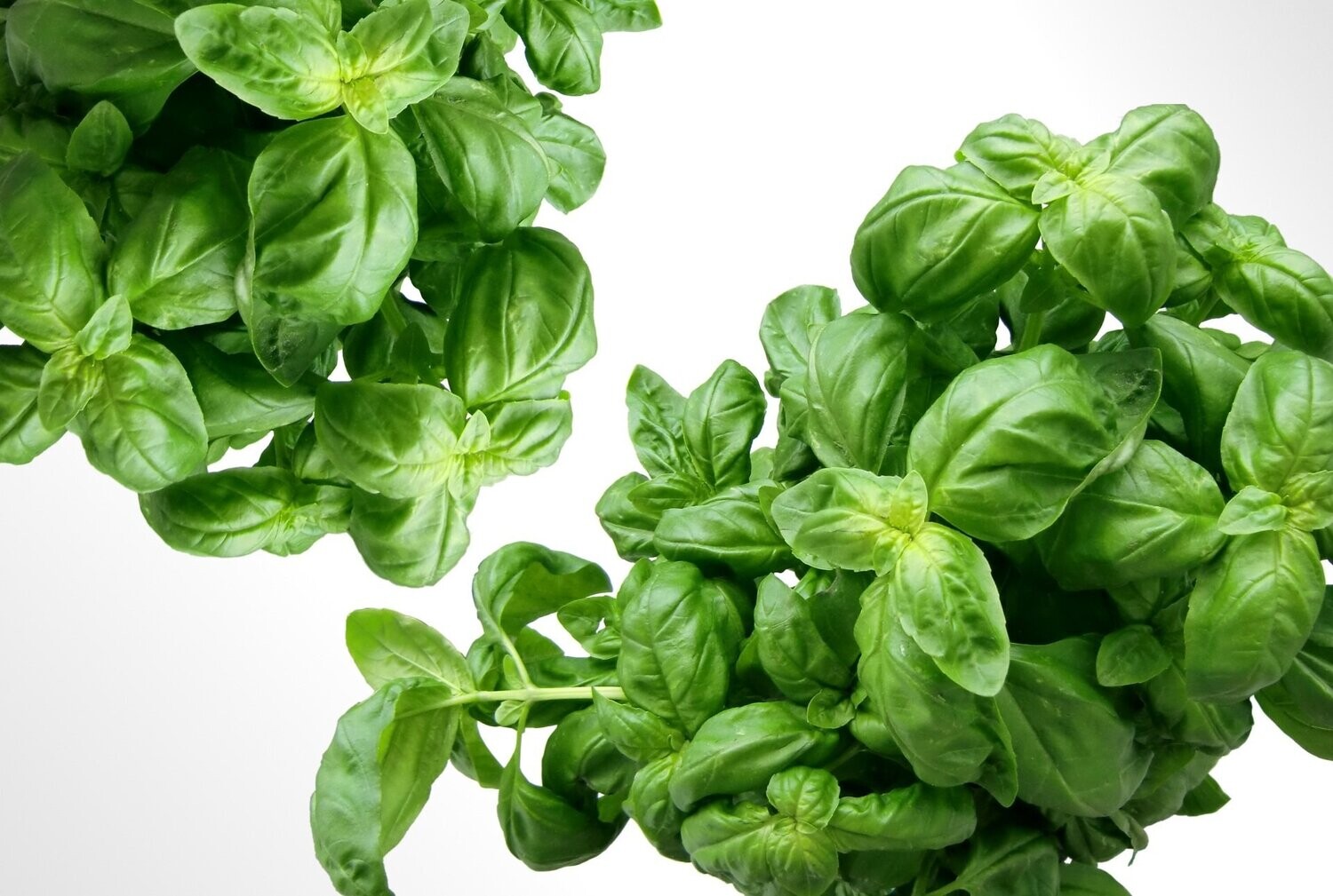 Pot Basilicum