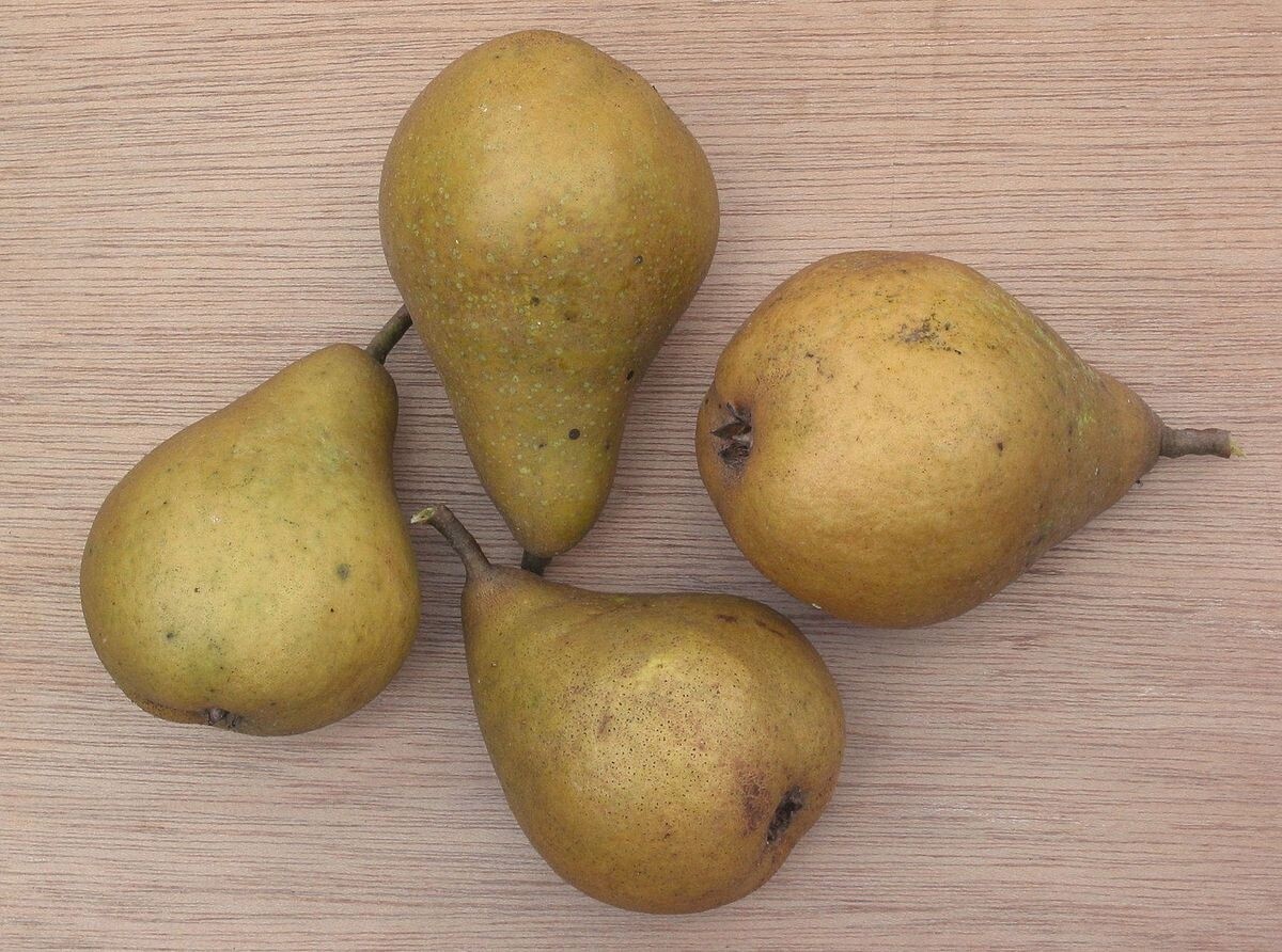Gieser Wildeman Stoofperen onbespoten "Nieuwe Oogst" 1kg