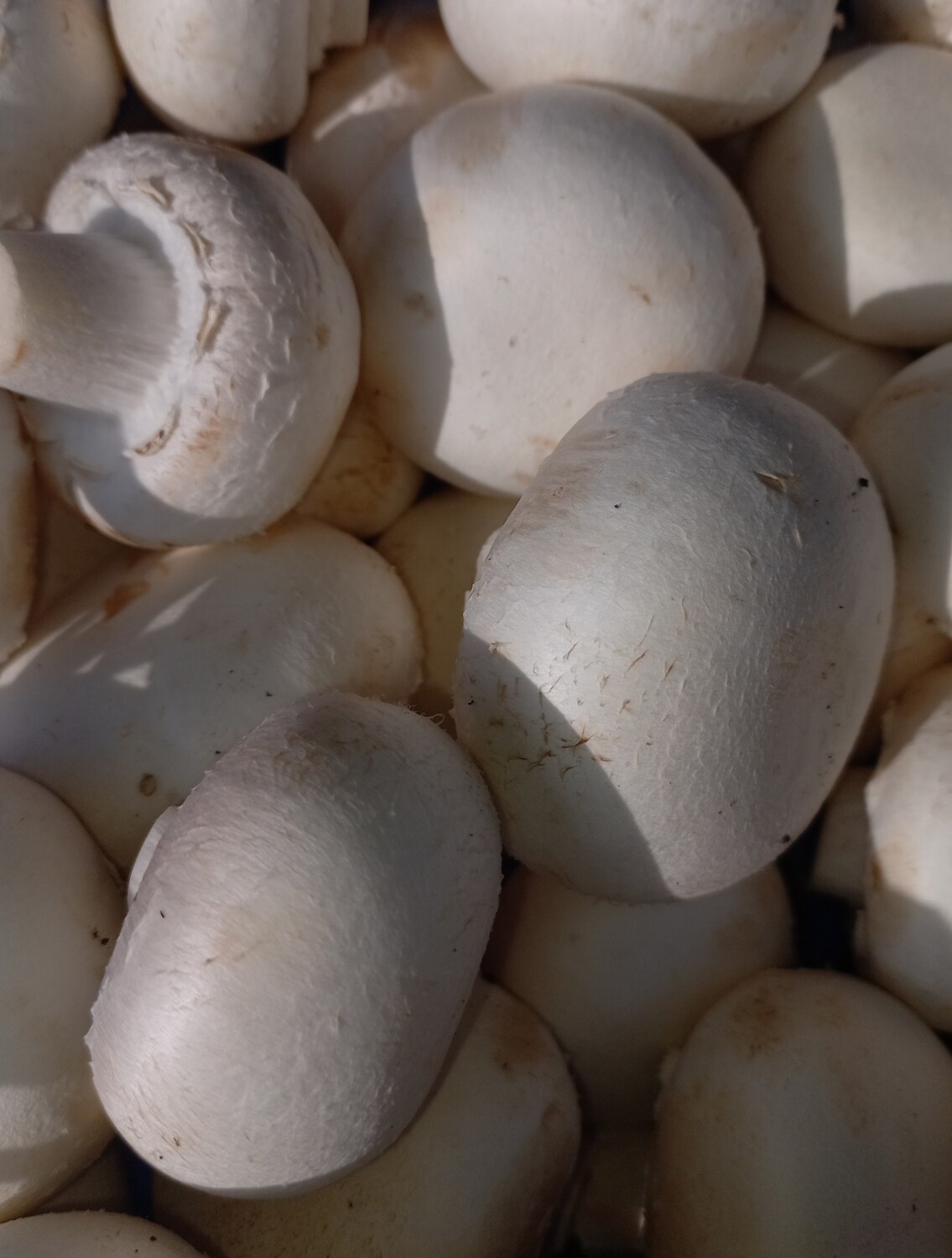 Champignons Wit 250gr 