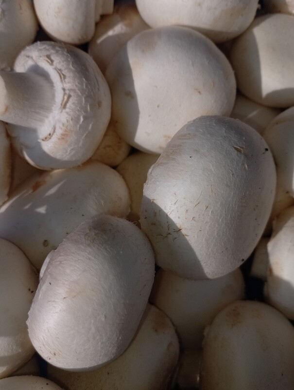 Champignons Wit 250gr 