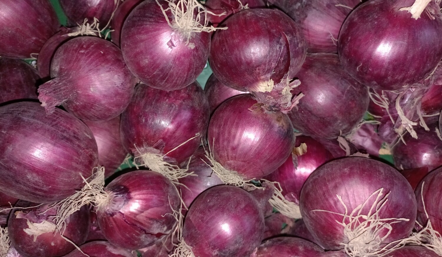 Uien Rood 500gr 