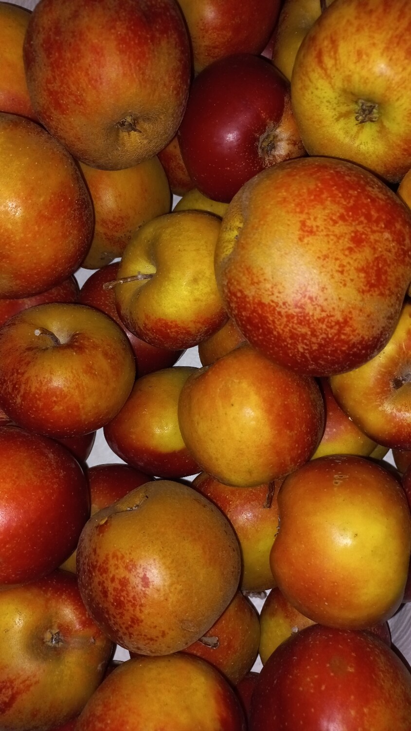 Goudreinet Appels "Nieuwe oogst" 1kg