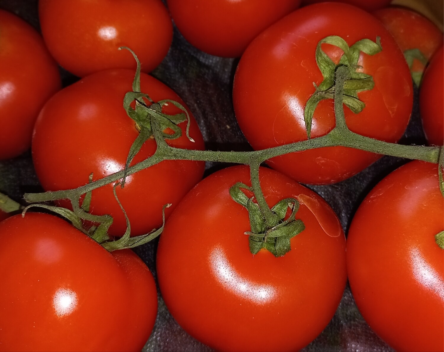 Tros Tomaten 500gr