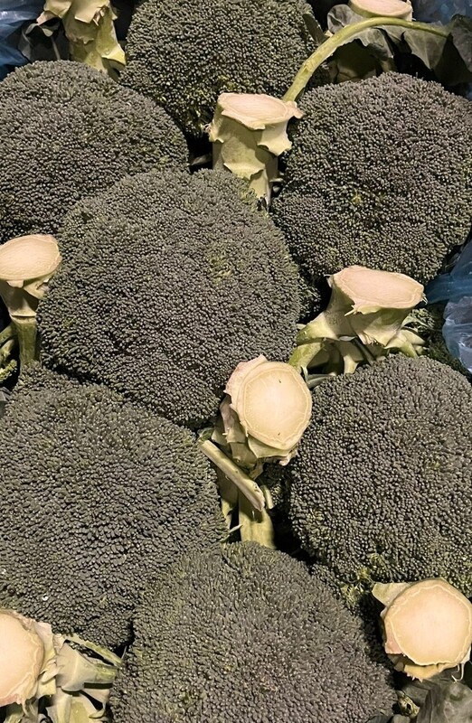 Broccoli 500gr