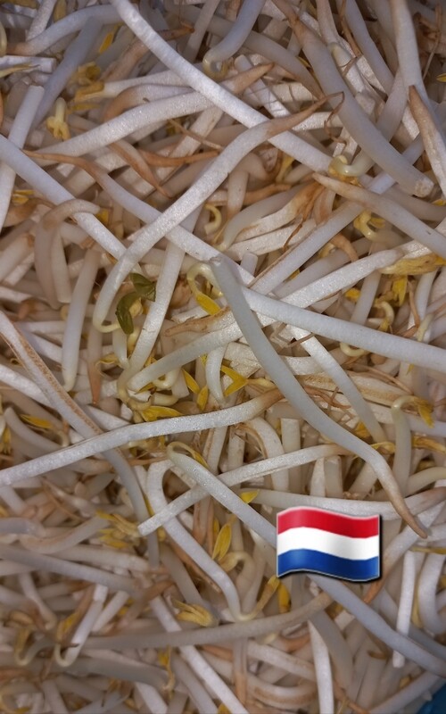 Taugé 250gr