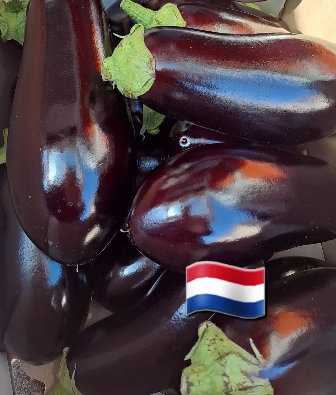 Aubergine