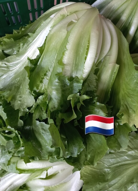 Andijvie 500gr