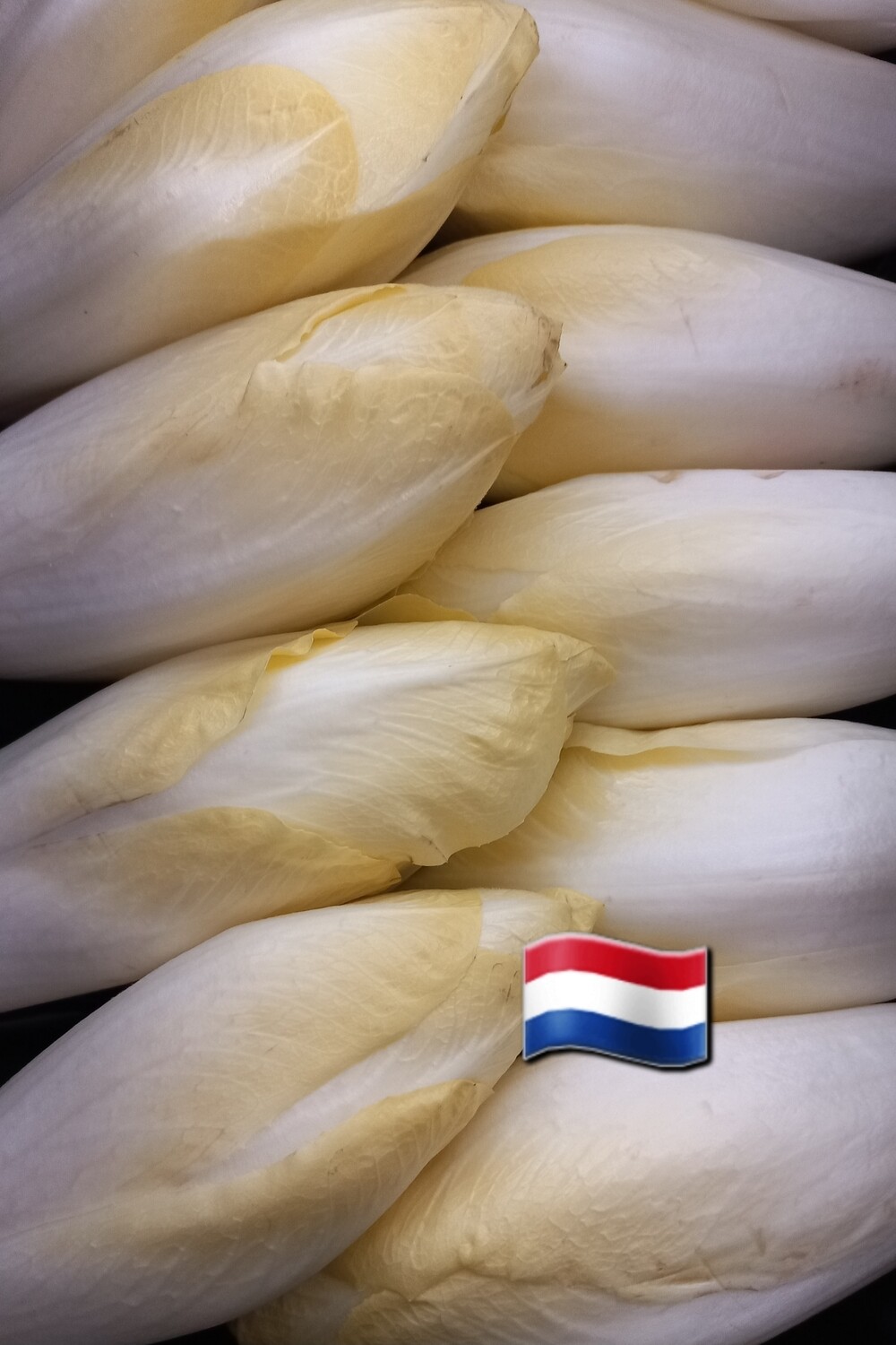 Witlof 500gr 