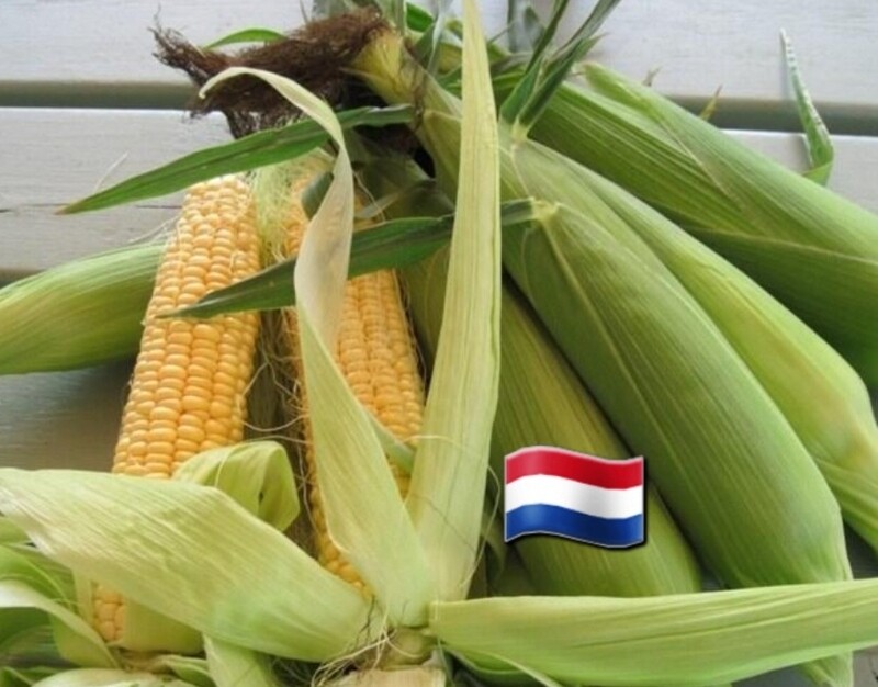 Nieuwe oogst Maïs kolven vers per stuk 