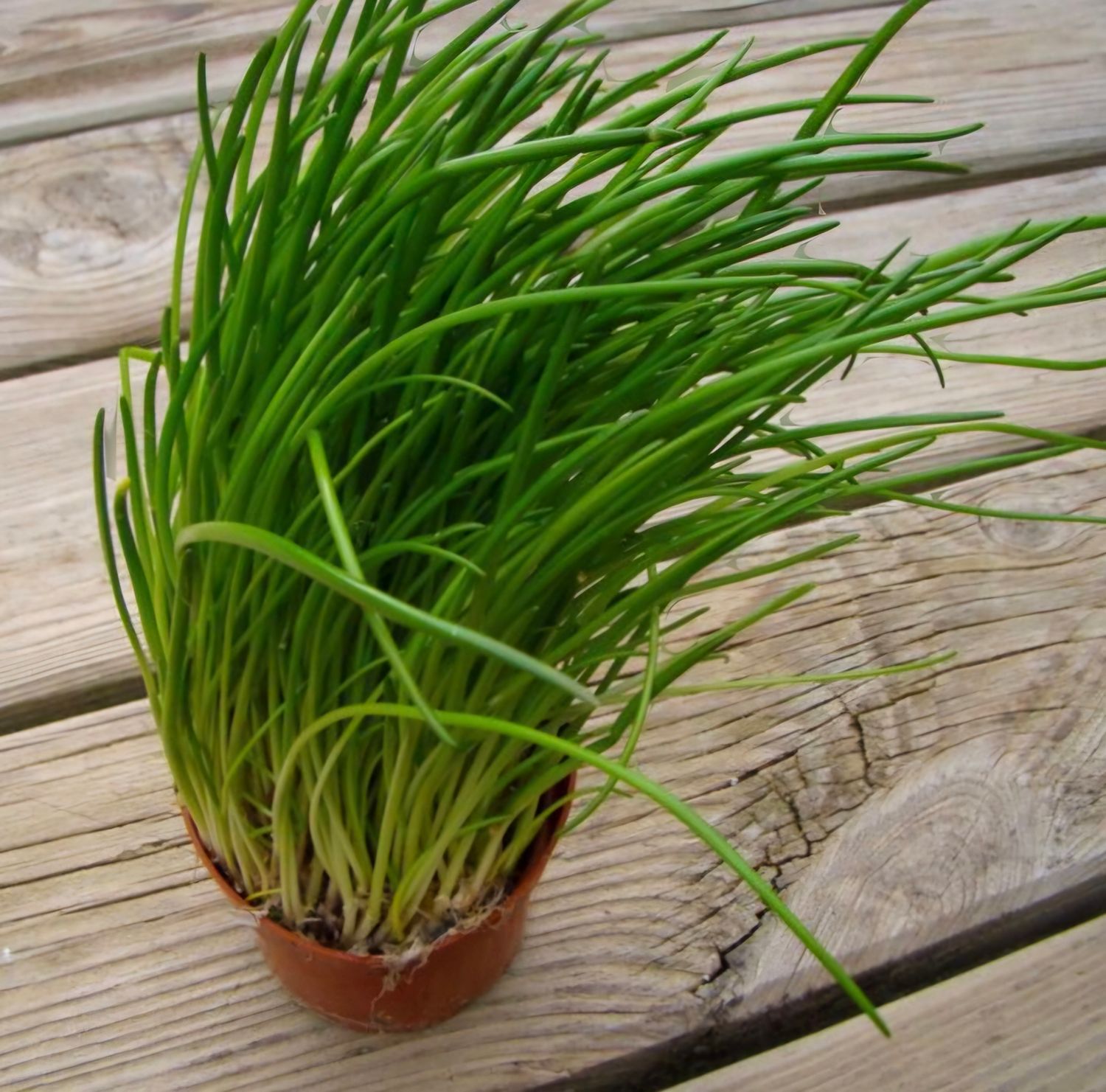 Pot Bieslook
