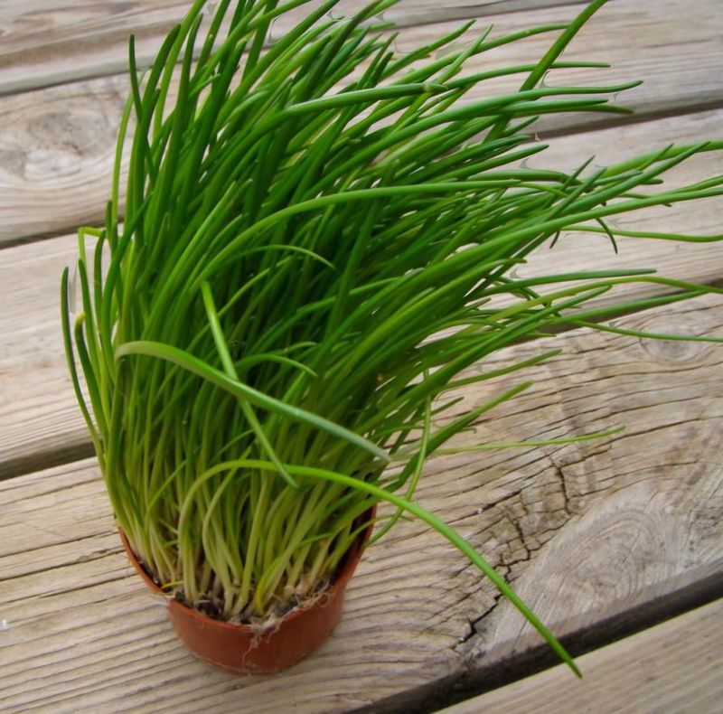 Pot Bieslook