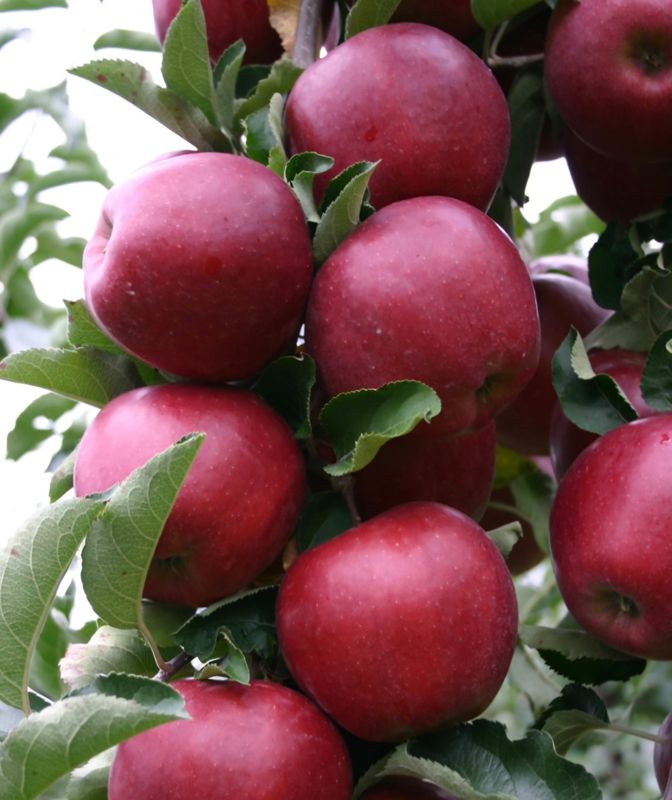 Red Prince appels 1kg